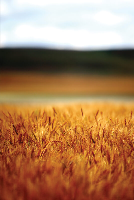 a field of wheat